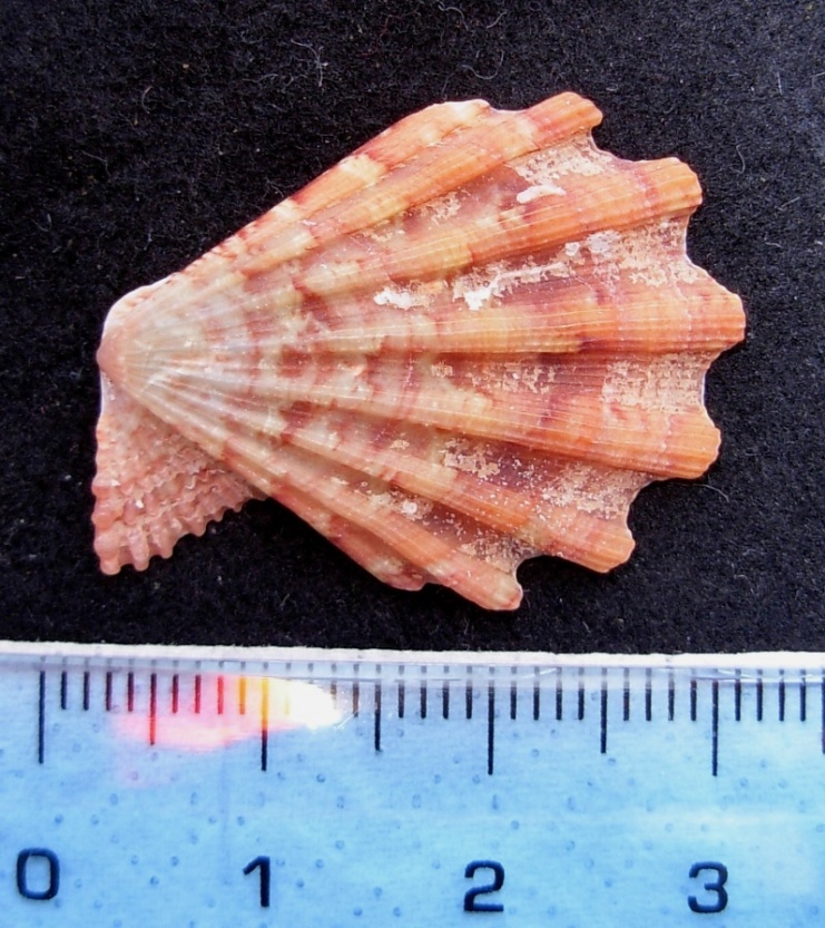 pecten vari